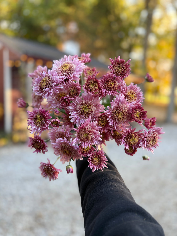 Heirloom Mum Spray-Harry Anderton