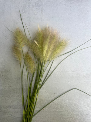Grass-Feathertop