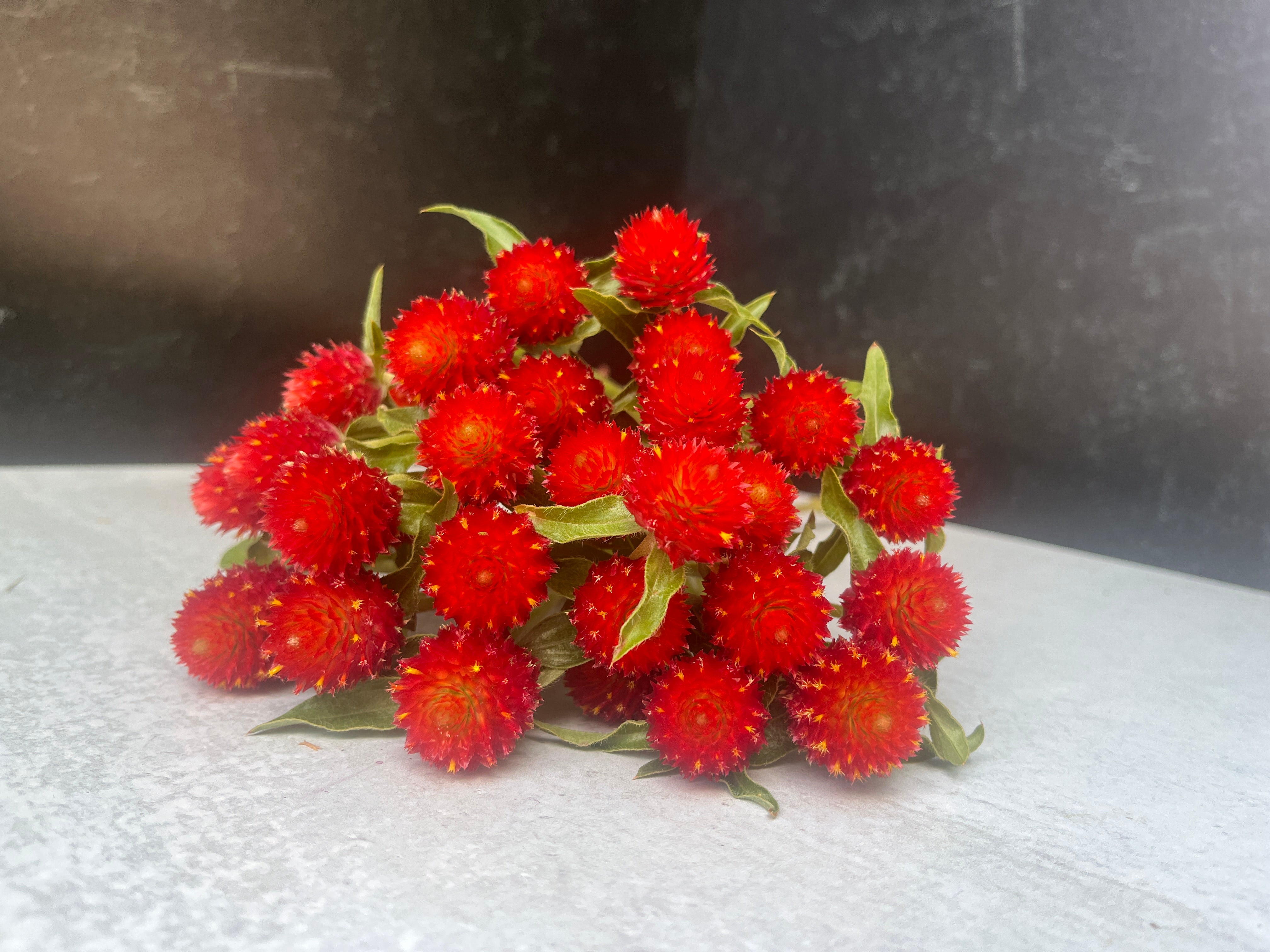 Gomphrena-Strawberry Fields SALE