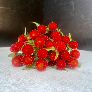 
            
                Load image into Gallery viewer, Gomphrena-Strawberry Fields
            
        
