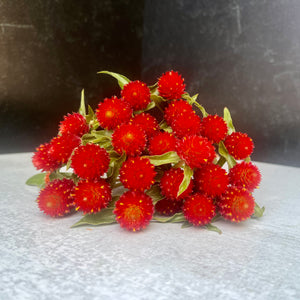 Gomphrena-Strawberry Fields SALE
