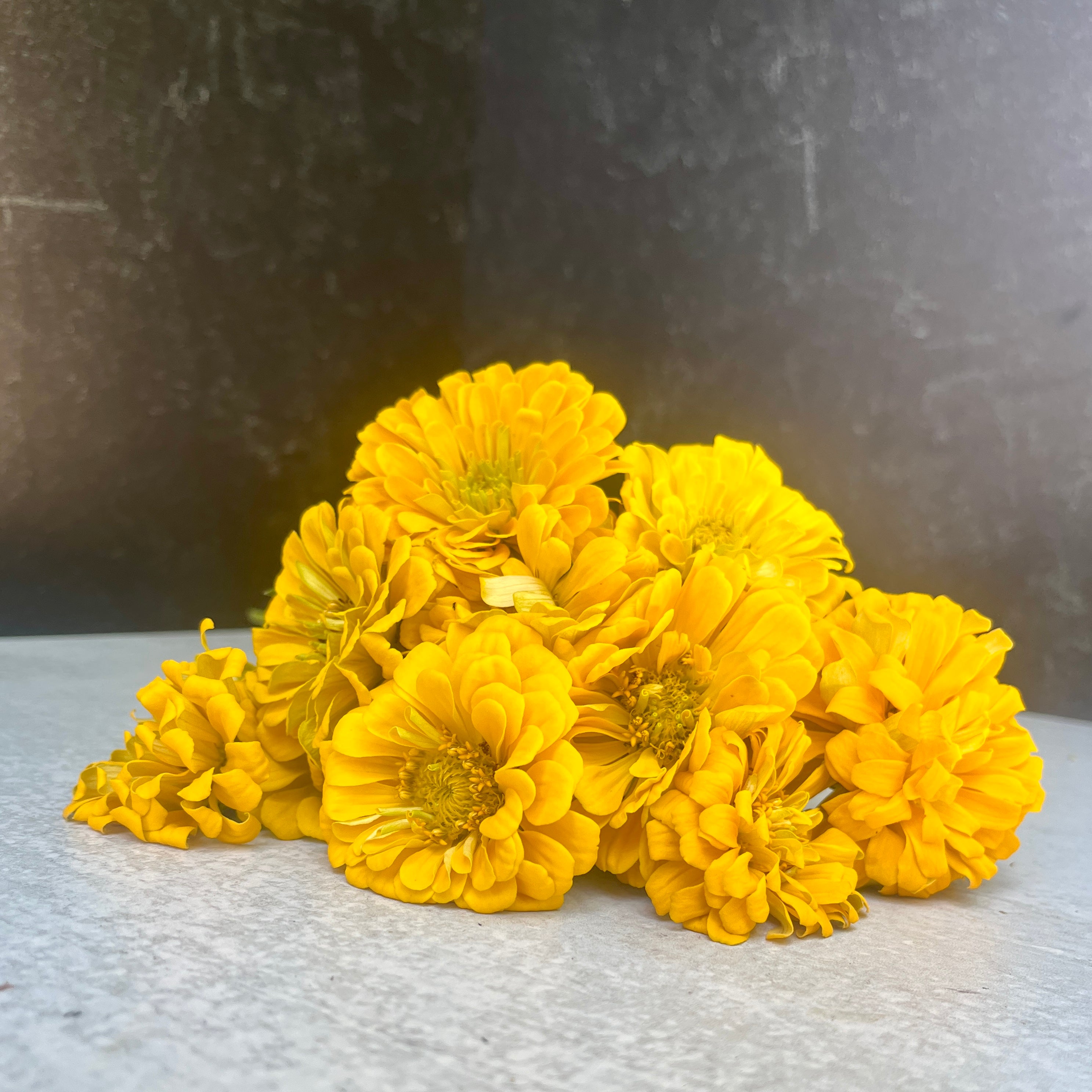 Zinnia-Yellow