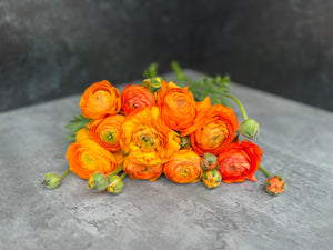 Ranunculus-Orange