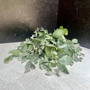 Eucalyptus-Baby Blue homegrown
