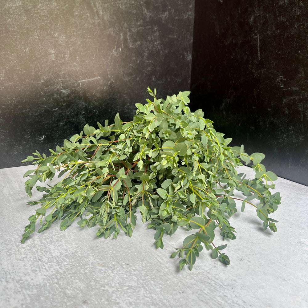 Eucalyptus-Parvifolia Homegrown