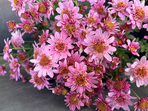 Heirloom Mum Spray-Pink Fleece