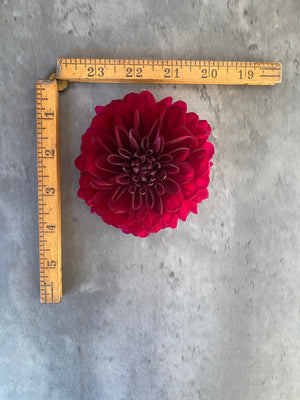 Dahlia Regular-Karma Naomi