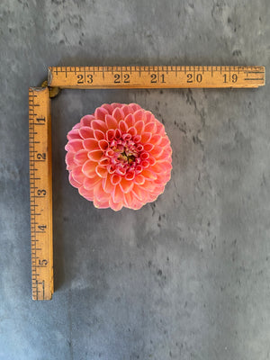 Dahlia Regular-Linda's Baby