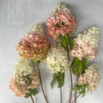 Hydrangea-Blush