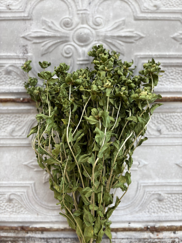 Dried Flowers-Safflower Foliage