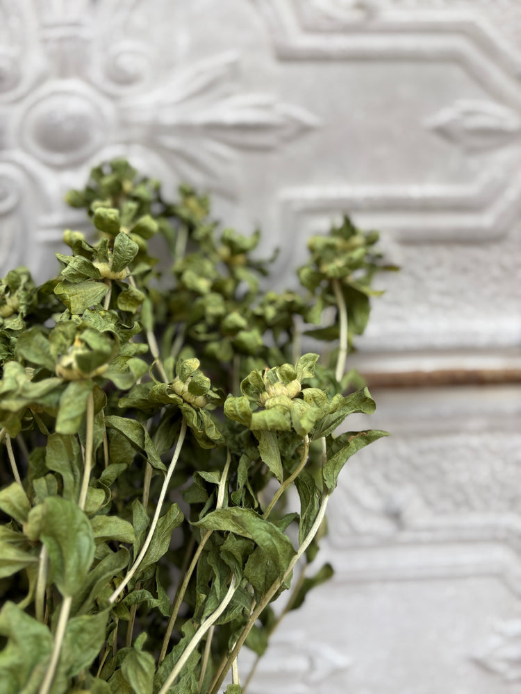 Dried Flowers-Safflower Foliage