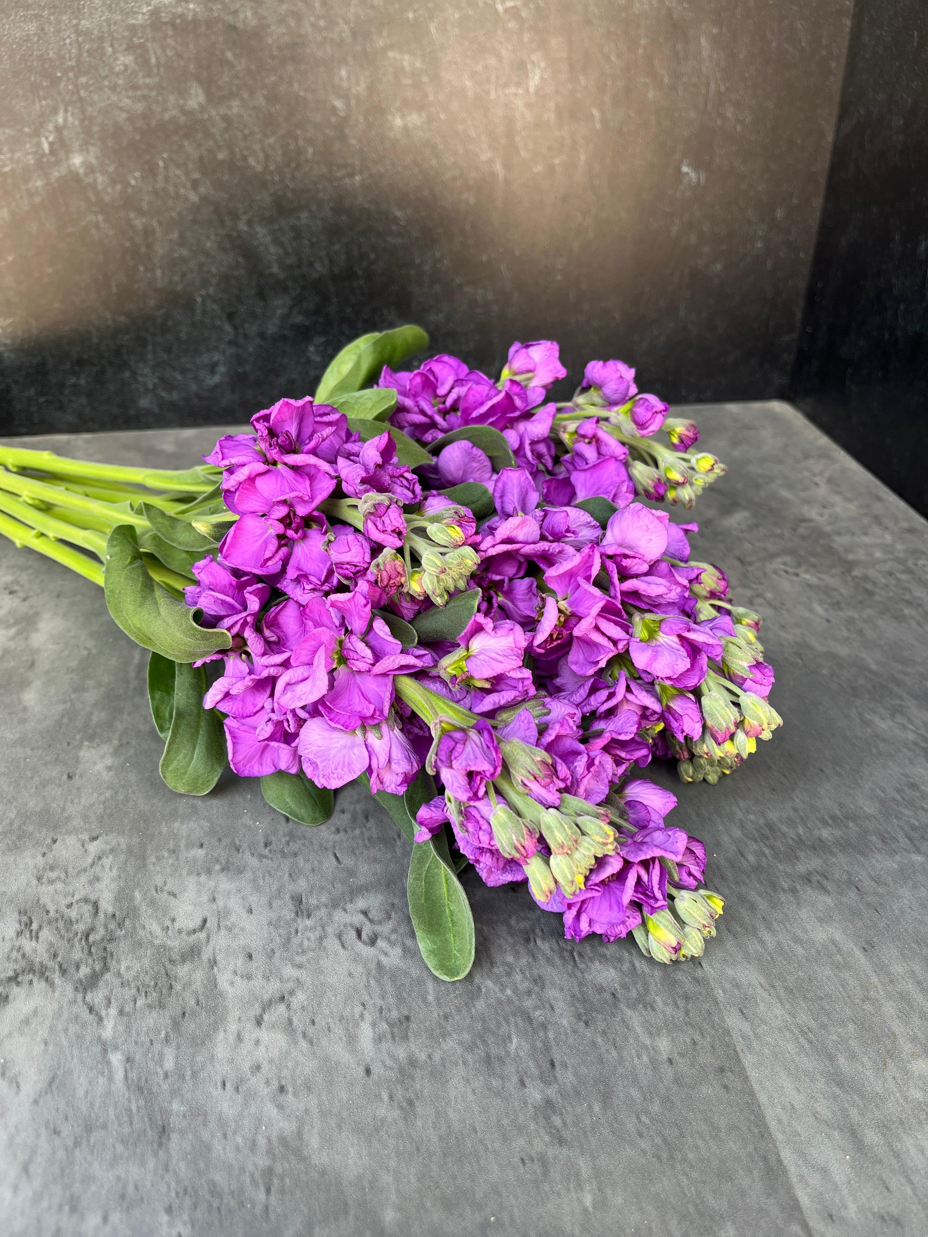 Stock-Purple