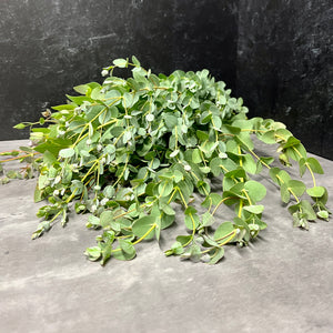 Eucalyptus-Gunni homegrown