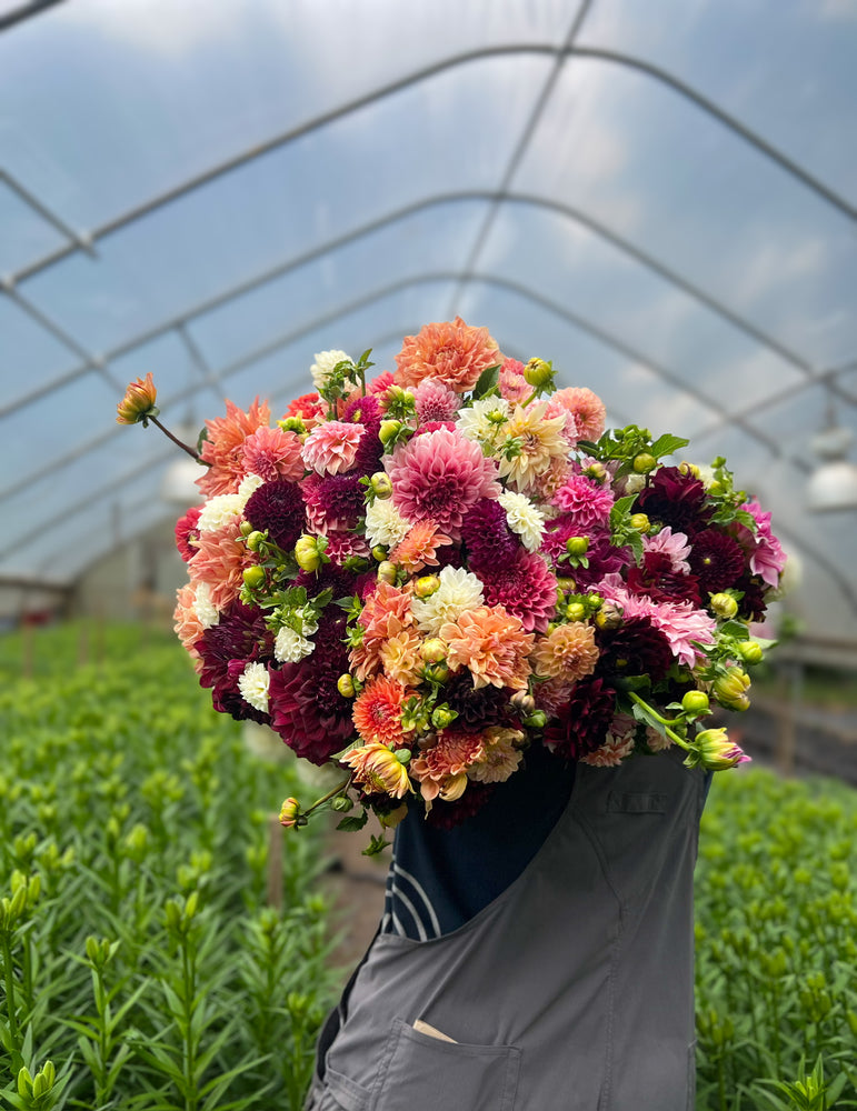 Dahlia-Any - SMFF Wholesale
