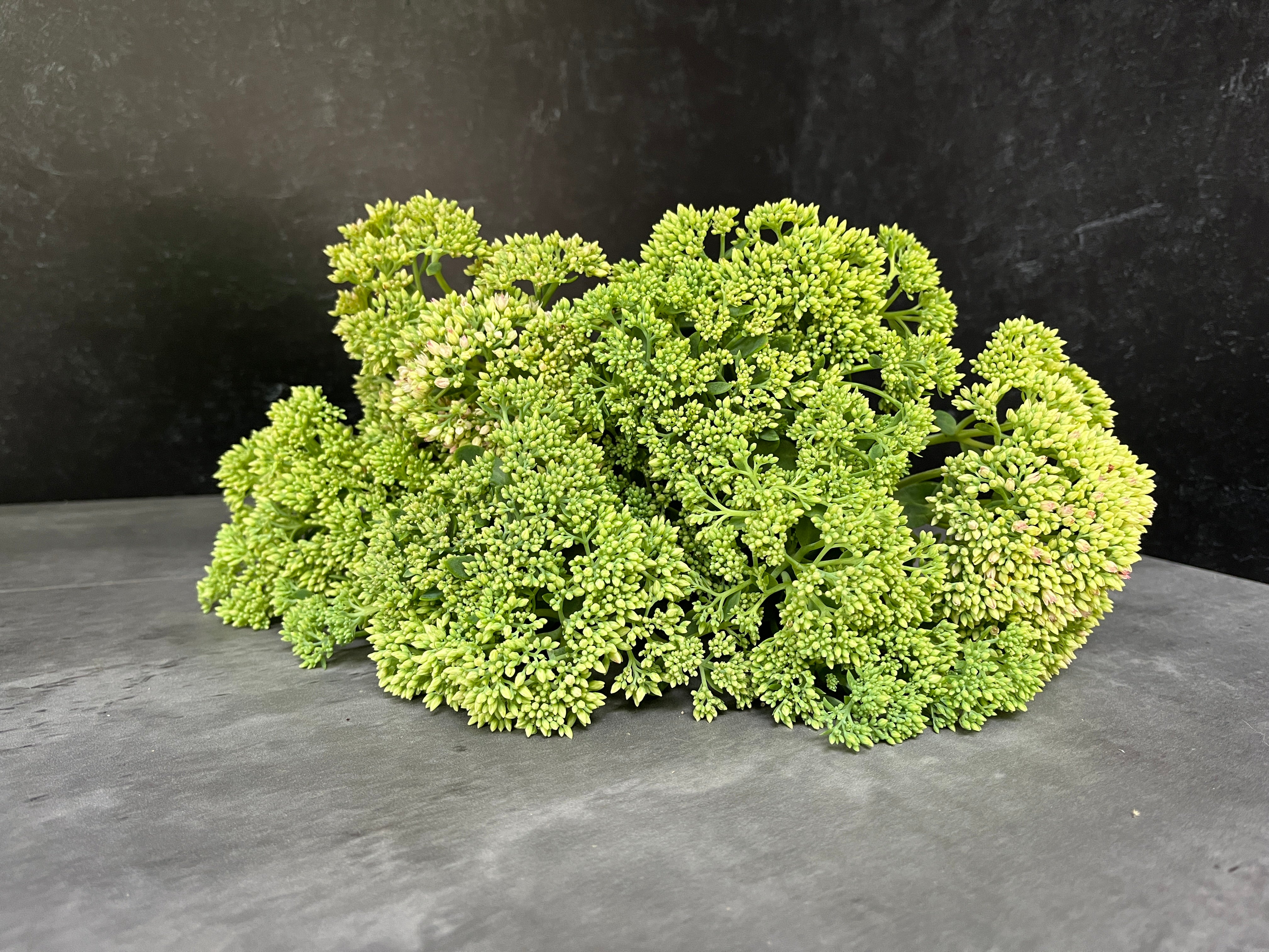 Sedum-Green