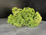 Sedum-Green