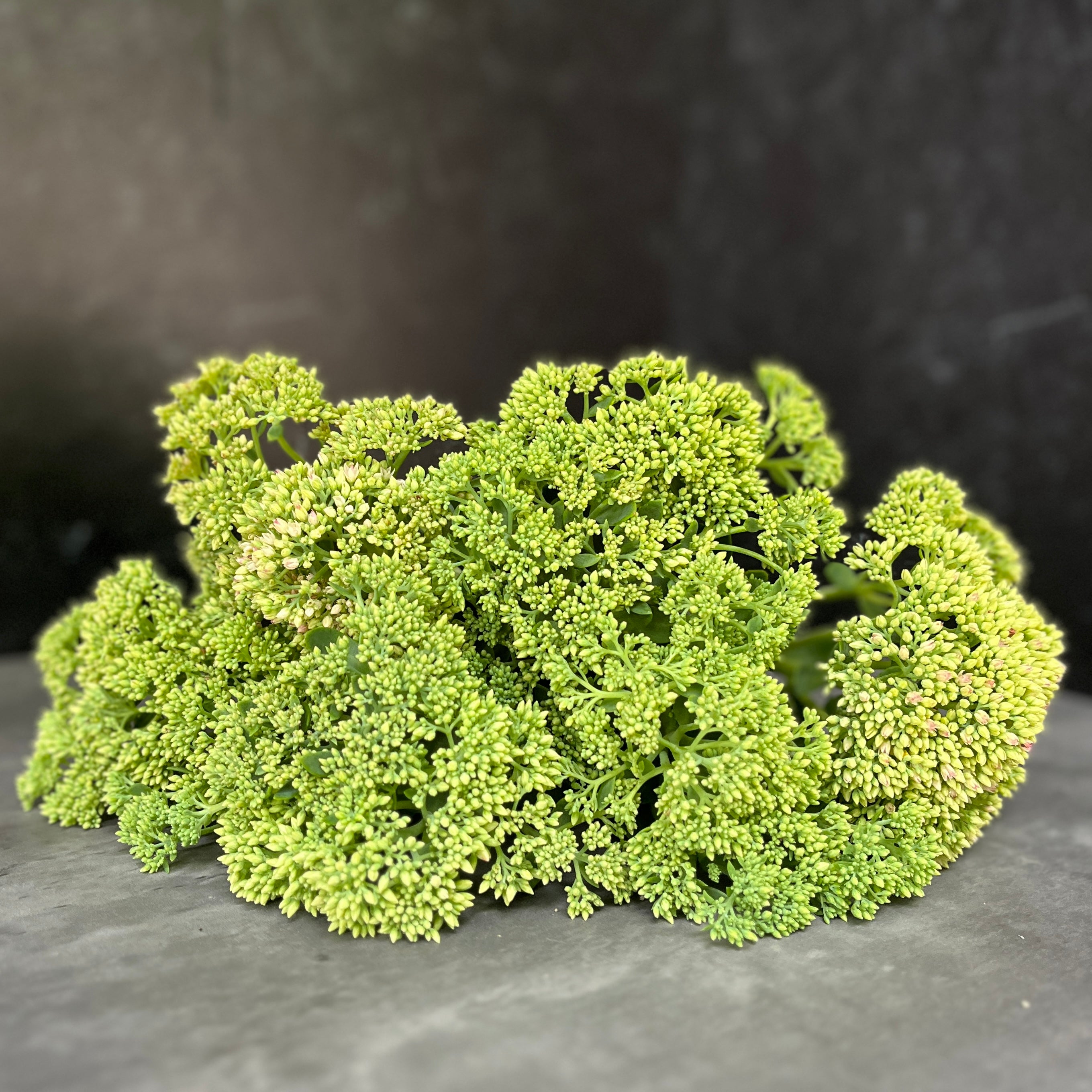 Sedum-Green