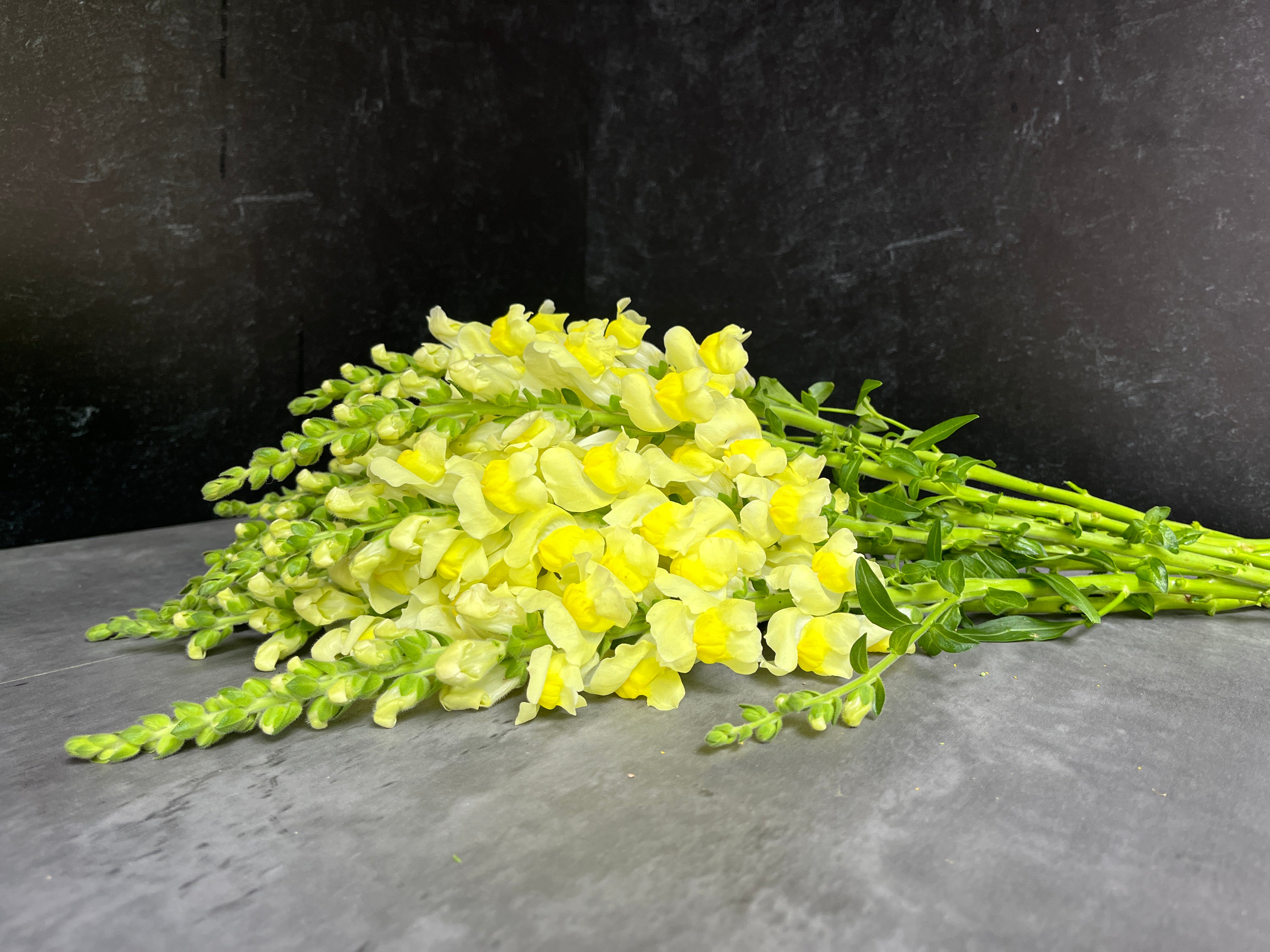 Snapdragon-Lemon