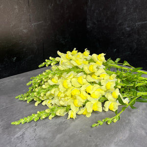 Snapdragon-Lemon
