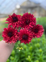 Dahlia Regular-Miss Brandy