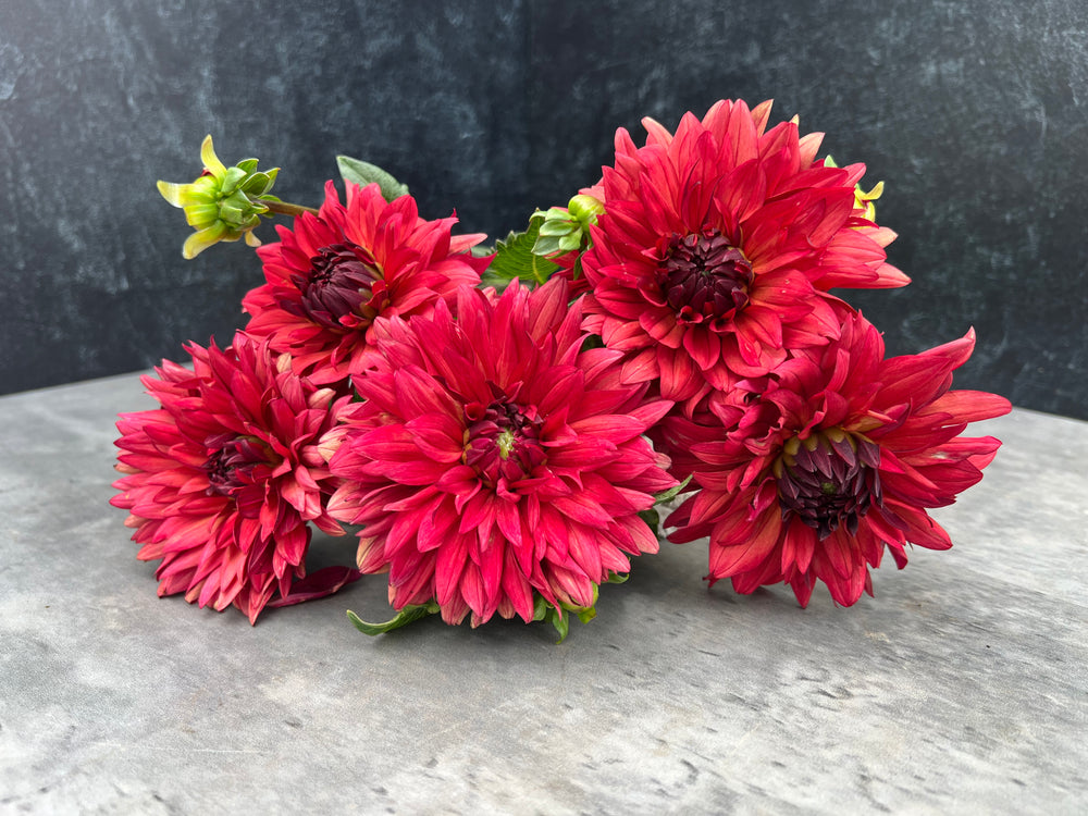 Dahlia Regular-Miss Brandy