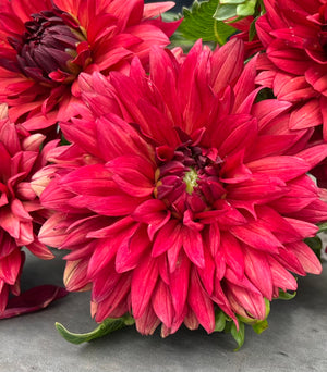 Dahlia Regular-Miss Brandy