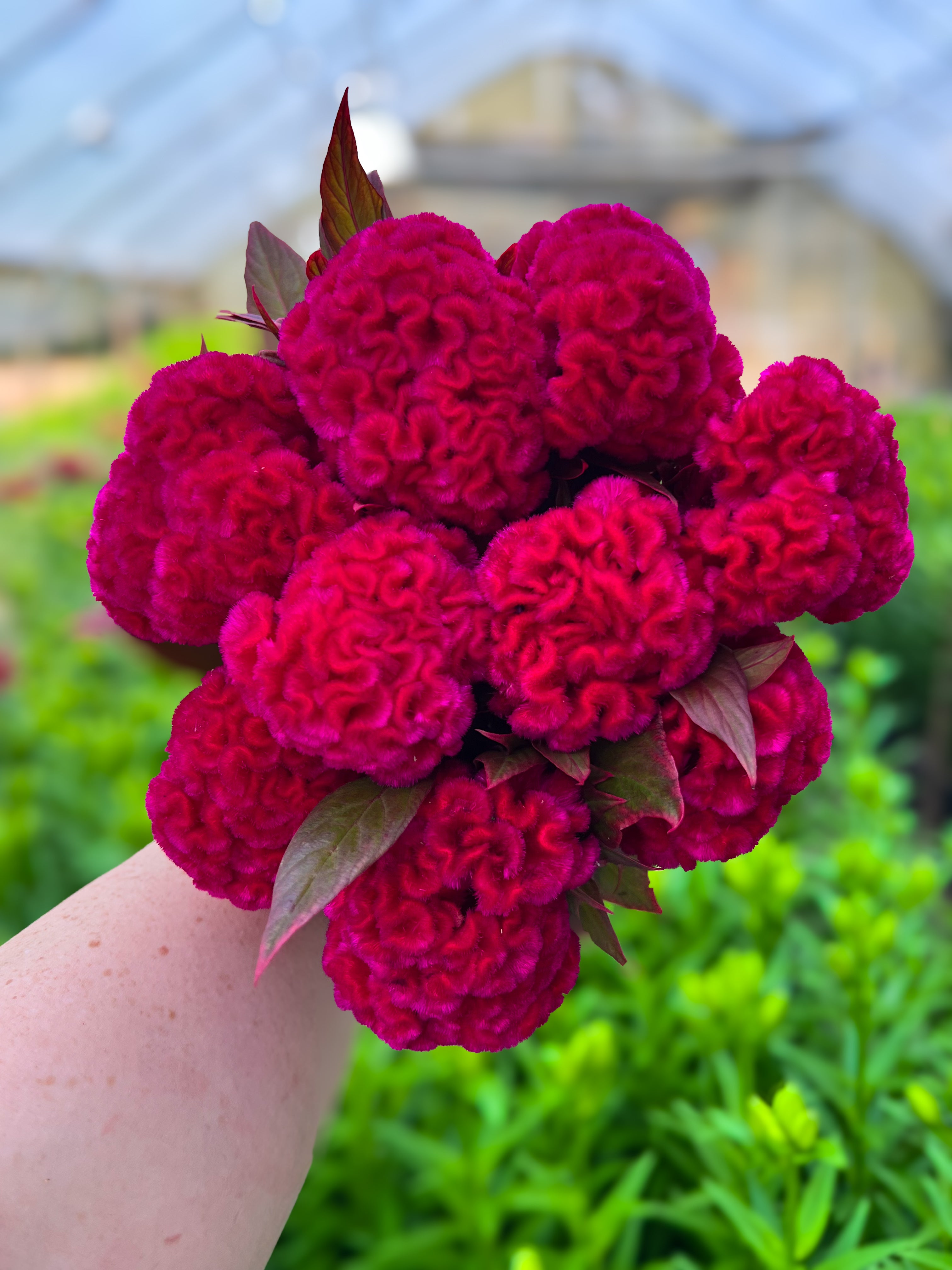 Celosia Crest-Prince Rose