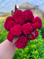 Celosia Crest-Prince Rose