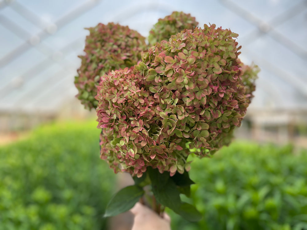 Hydrangea-Little Limes Antiqued
