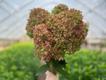 Hydrangea-Little Limes Antiqued