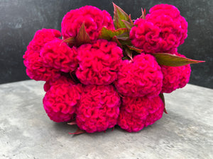 Celosia Crest-Prince Rose
