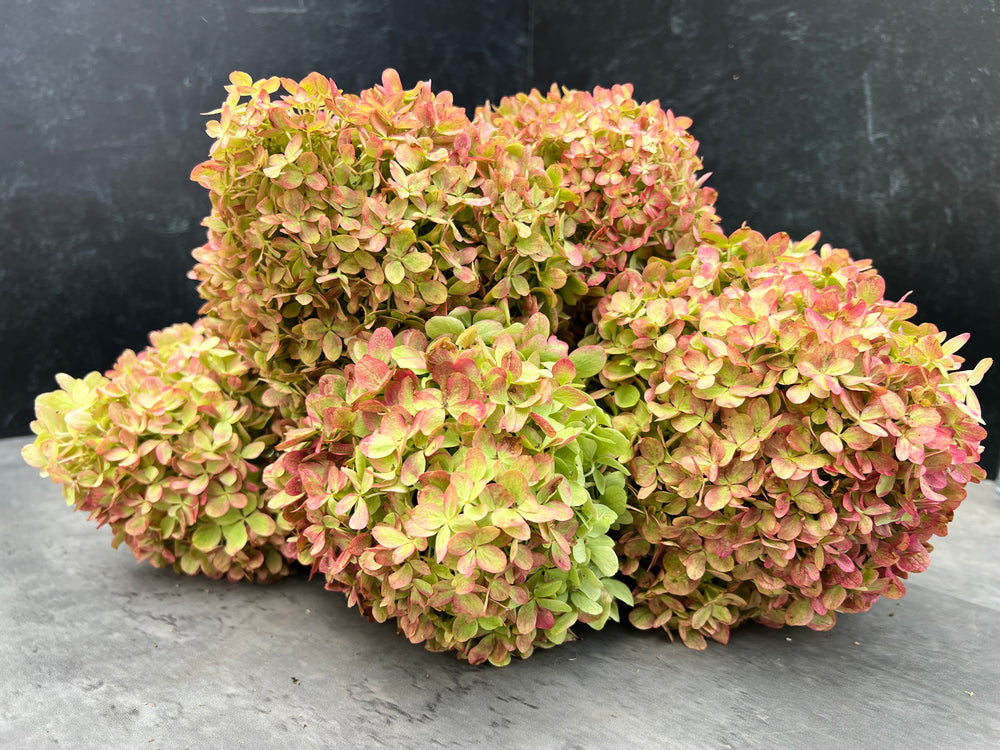 Hydrangea-Little Limes Antiqued