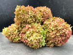 Hydrangea-Little Limes Antique Box Lot - SMFF Wholesale