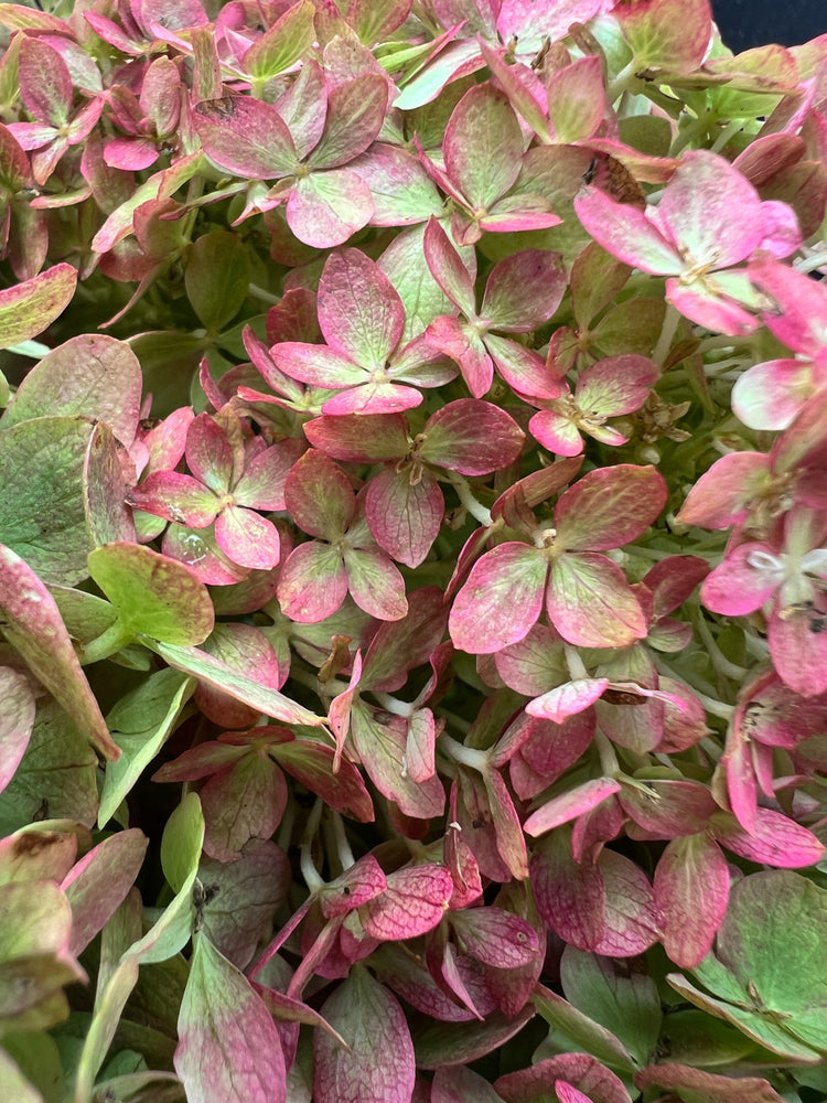 Hydrangea-Little Limes Antiqued