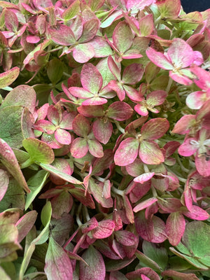 Hydrangea-Little Limes Antiqued