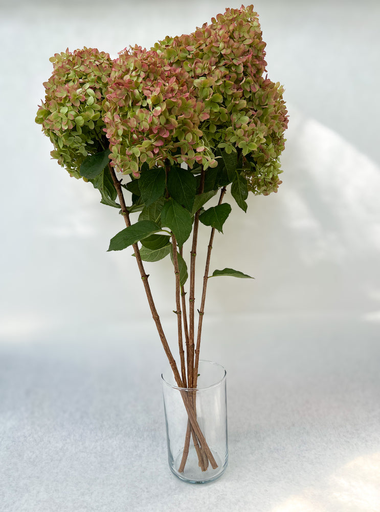 Hydrangea-Little Limes Antiqued
