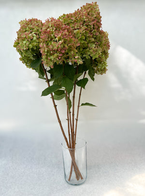 Hydrangea-Little Limes Antiqued