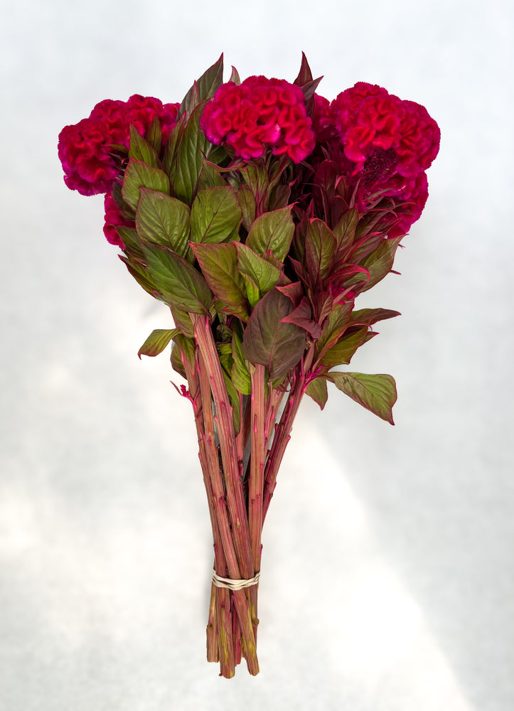 Celosia Crest-Prince Rose