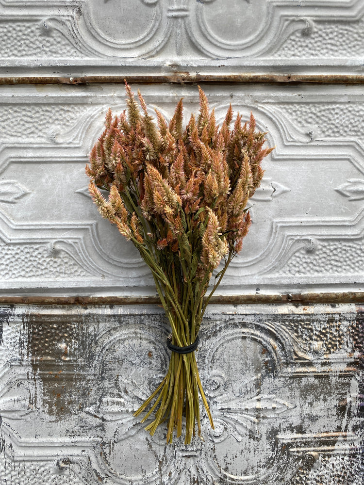 Dried Flowers-Celosia Terra Cotta Spike