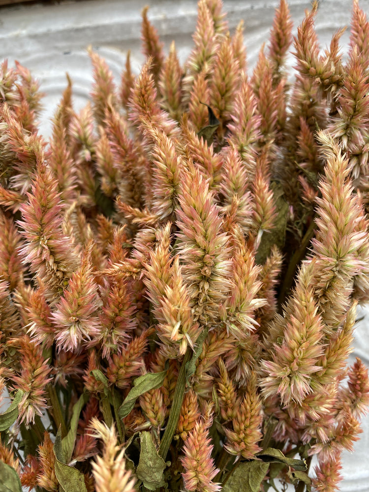 Dried Flowers-Celosia Terra Cotta Spike