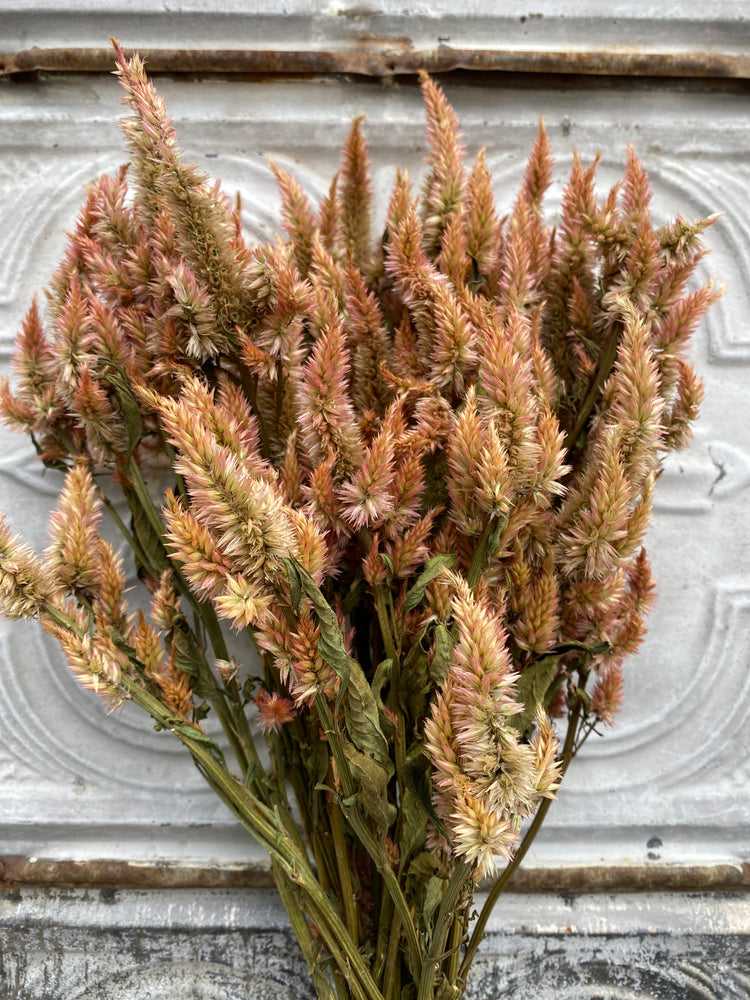 Dried Flowers-Celosia Terra Cotta Spike