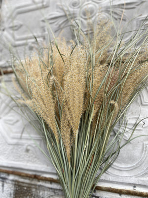 Dried Grasses-Miscanthus Plume