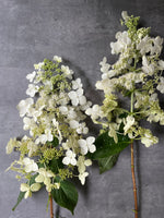 Hydrangea-Lace