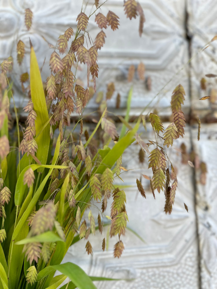 Sea Oats-Fall