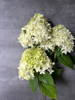 Hydrangea-Limelight - SMFF Wholesale
