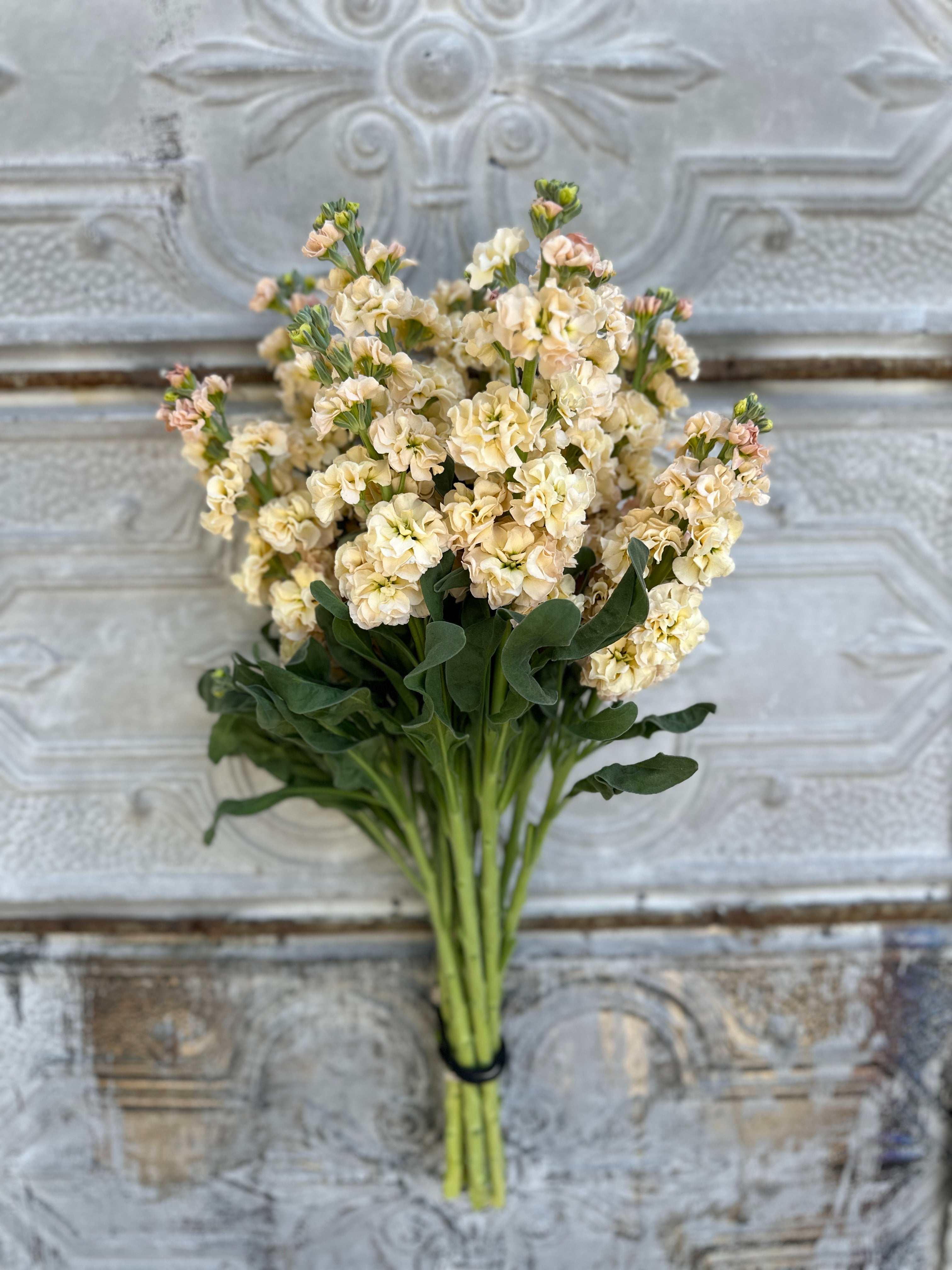 Stock Iron-Apricot