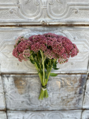 Sedum-Pink