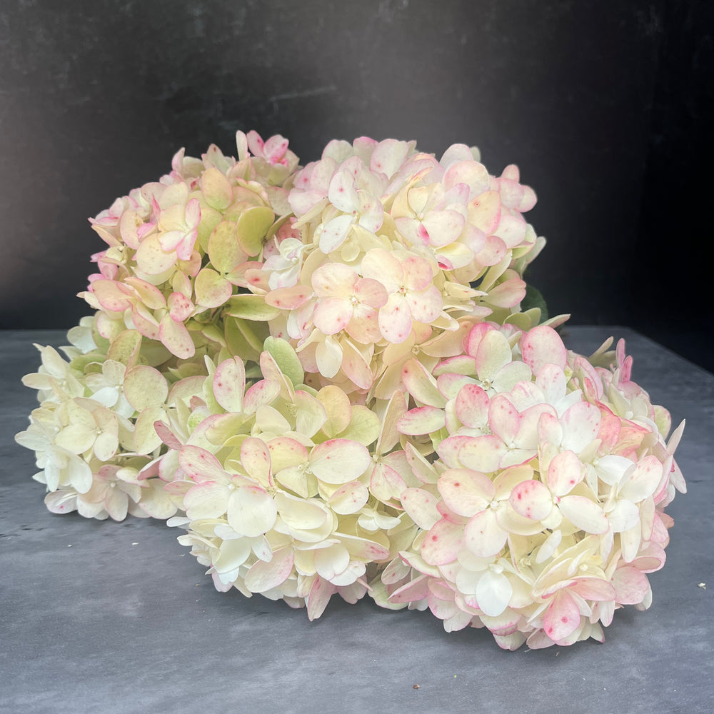 
            
                Load image into Gallery viewer, Hydrangea-Blush
            
        