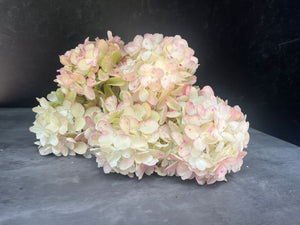 
            
                Load image into Gallery viewer, Hydrangea-Blush
            
        