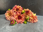 Dahlia regular-Creme de Cognac